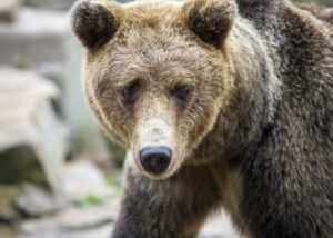 double chins flattering plus size haircuts