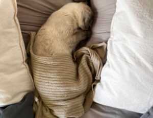 lightniteone new version for pc