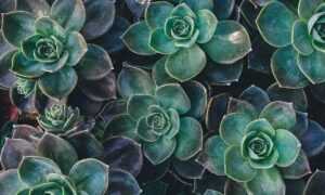 adin ross sister naked