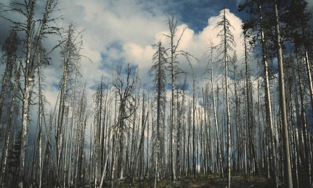 fotos de stitch para perfil