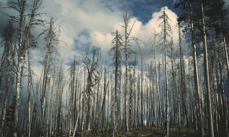 fotos de stitch para perfil