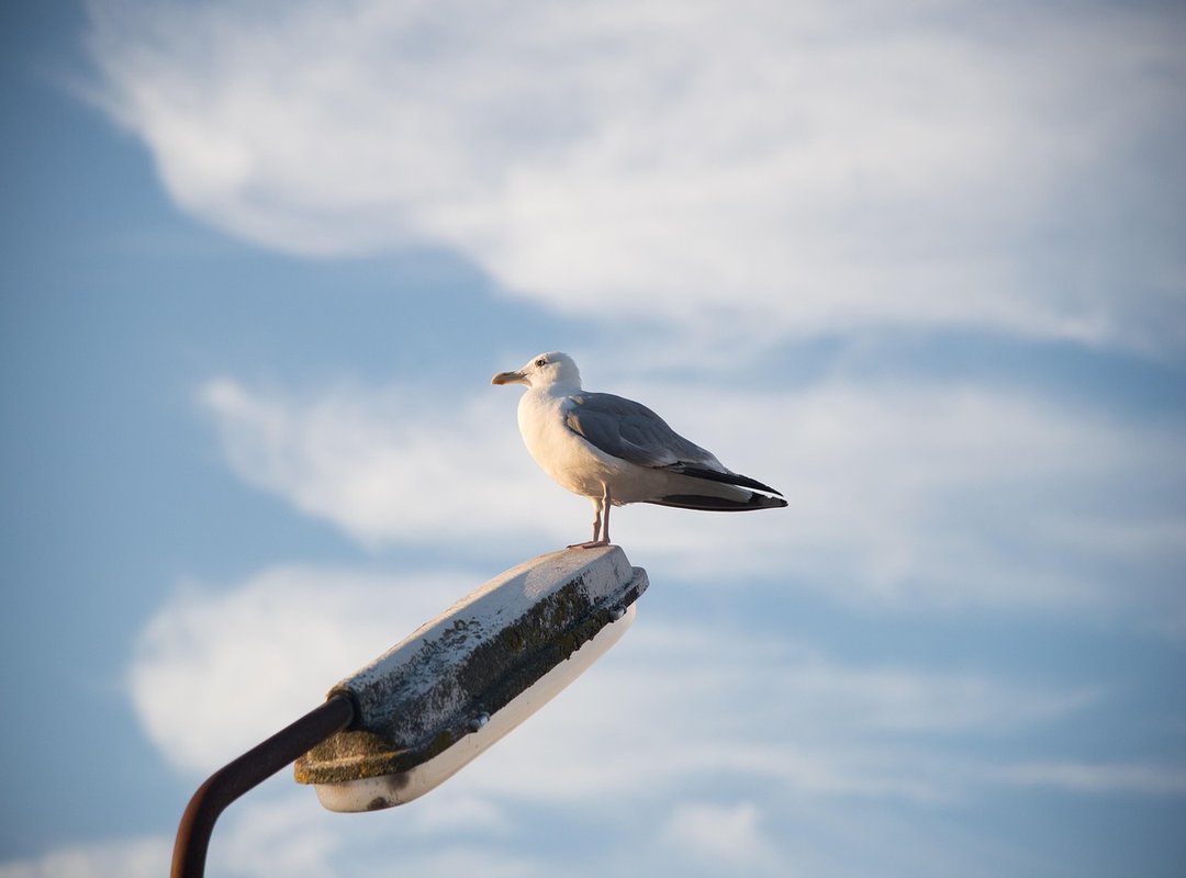 How to Use Qawermoni